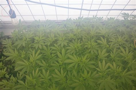 Today we solve this riddle and help you bring the best for your plants! Can you Leave Grow Lights on 24/7? Expert's Recommendation