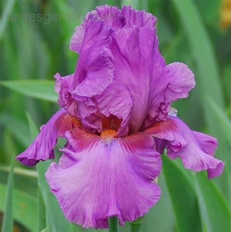 Plantfiles Pictures Tall Bearded Iris Persian Berry Iris By Margiempv