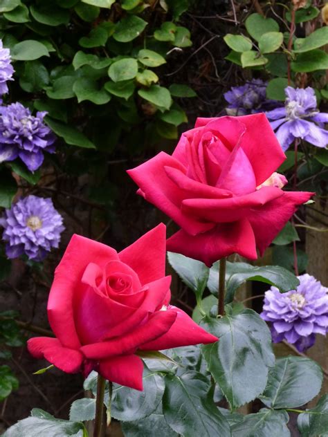 Rose 'Red Devil' Bush Form *Premium* - Hello Hello Plants & Garden Supplies
