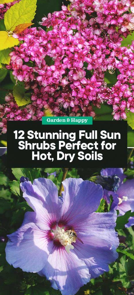 Full sun to moderate shade. 12 Stunning Full Sun Shrubs Perfect for Hot, Dry Soils ...
