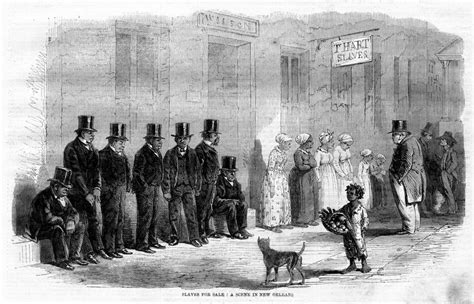 Slaves For Sale In New Orleans Negroes Inspection Dandy Negro Slave In