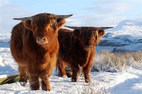 Did You Know The Highland Cow In Scotland Eagle Brae