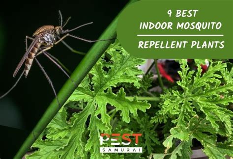 12 Best Indoor Mosquito Repellent Plants For Every Household Pest Samurai