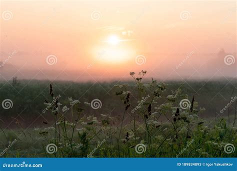 Beautiful Summer Sunset In The Field Stock Image Image Of Summer