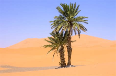 Desert Trees You Can Plant In Your Own Backyard Floraqueen En