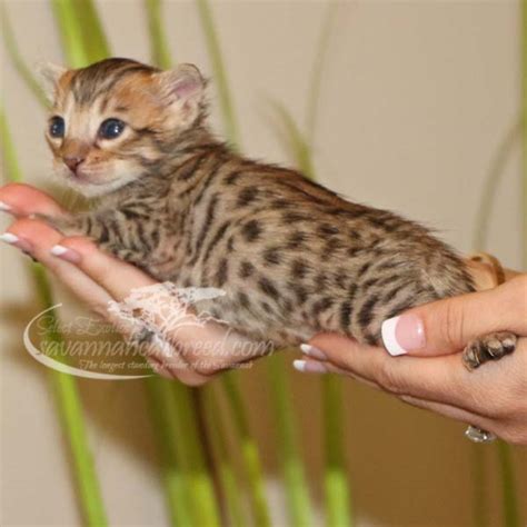 There is much overlap in terms of size, type and look between the body type of the f4 savannah cat will also be similar to that of the f3. F4 Savannah Kittens for Sale | Savannah Cat Breed