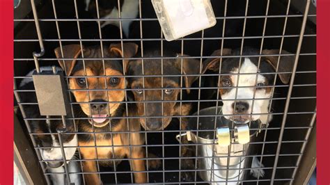 Local No Kill Shelter Transports 273 Animals Out Of The Coastal Bend In