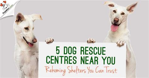 5 Dog Rescue Centres Near You | Rehoming Shelters By UK Cities