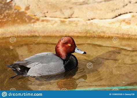 American Redhead Diving Duck Stock Image Image Of Brown Colorado