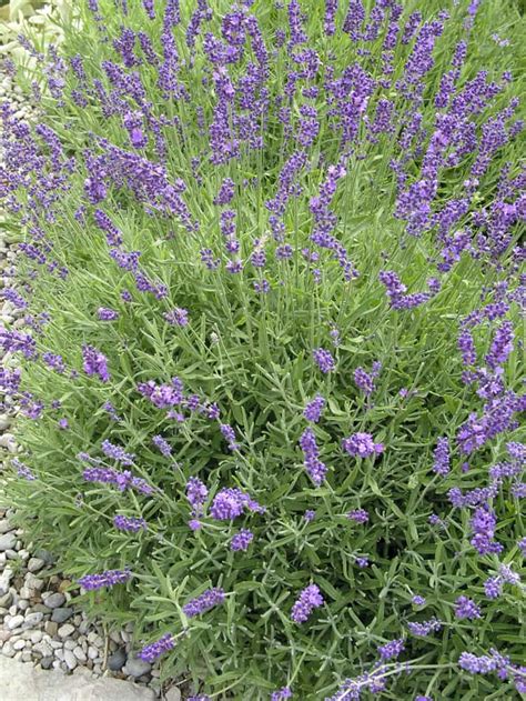 Officinalis, is a flowering plant in the family lamiaceae, native to the mediterranean (spain, france, italy, croatia etc.). Lavandula angustifolia Hidcote - Lavendel online kopen ...