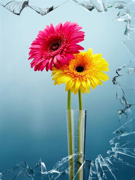 Flower Images Download Wallpaper Idalias Salon
