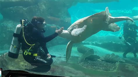 Underwater Giant Sea Turtle Feeding Clip 2 Youtube