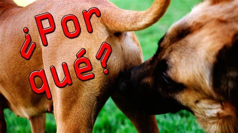 ⏱️ ¿por Qué Los Perros Se Huelen El Trasero En 1 Minuto Youtube