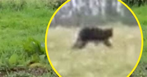 Beast Of Exmoor Caught On Video In One Of The Most Convincing Big Cat