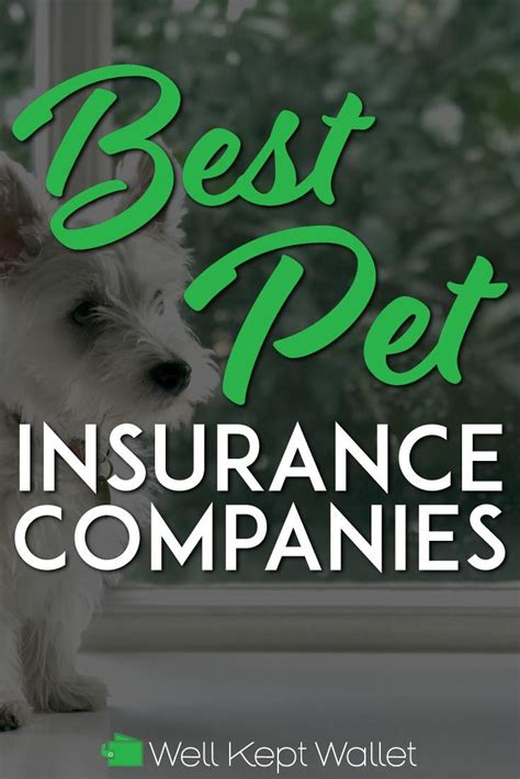 10 Best Pet Insurance Companies Best Pet Insurance Pet Insurance Pets