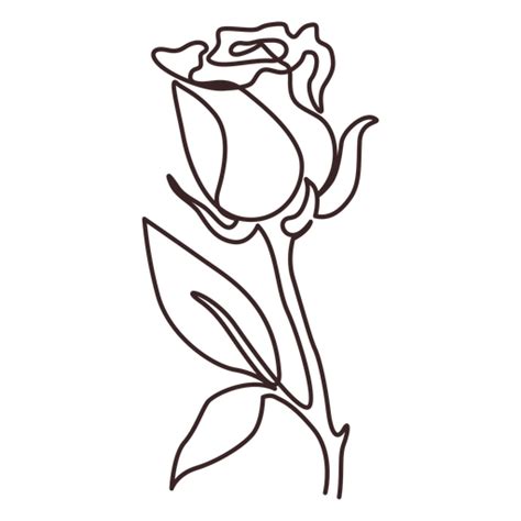 Rose Plant Line Drawing Stroke Transparent Png And Svg Vector File