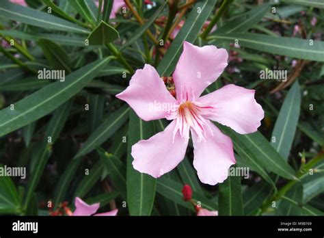 Soft Pink Sweet Oleander Flower Or A Bay Of Roses Fragrant Oleander