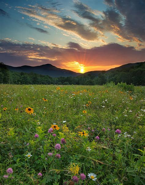 Wildflower Sunset Photograph By Darylann Leonard Photography Fine Art