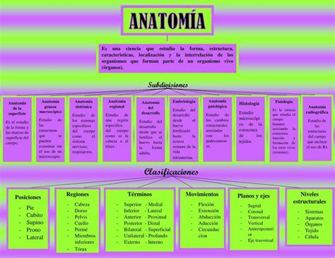 Generalidades De La Anatomia Mind Map The Best Porn Website