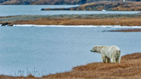 Most Polar Bears Could Disappear From Arctic By 2100 Due To Global