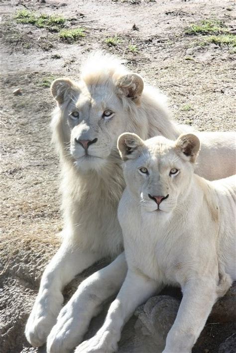 A Collection Of The Most Beautiful Albino Animals Pigment