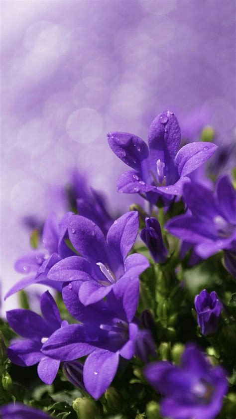 Purple Flower Background Light Purple Flowers Purple Love All Things
