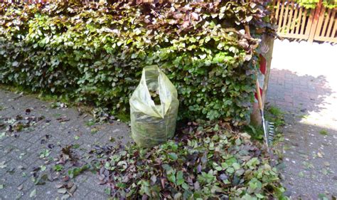 Hecke schneiden | selbst.de wann und wo dürfen gartenbesitzer in schwerte ihre bäume ligusterhecke wann schneiden. Wann soll man die Hecke schneiden › Das Gartenmagazin