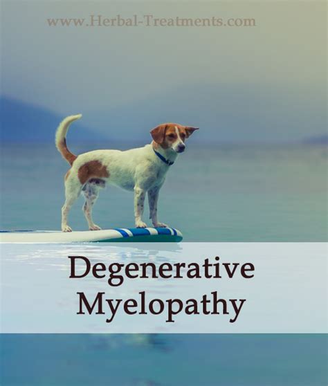 Degenerative Myelopathy In Dogs Caraf Avnayts Herbal Treatments