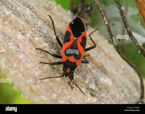 Maycintadamayantixibb Bugs Red And Black Beetle