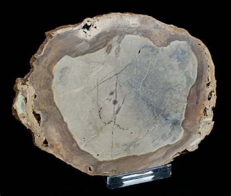 4 12 Inch Unpolished Petrified Wood Slab Oregon 3182 For Sale