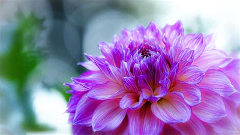 Dahlia Delicate Purple Flower Desktop Wallpaper Hd