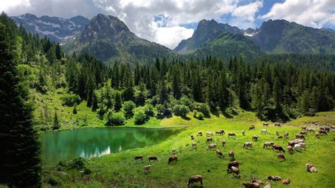 Wallpaper 1920x1080 Px Alps Animals Clouds Cows Field Forest