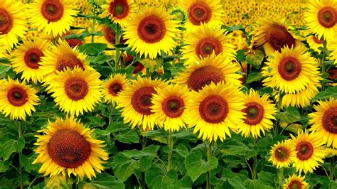 Sunflower Desktop Wallpapers Top Free Sunflower Desktop