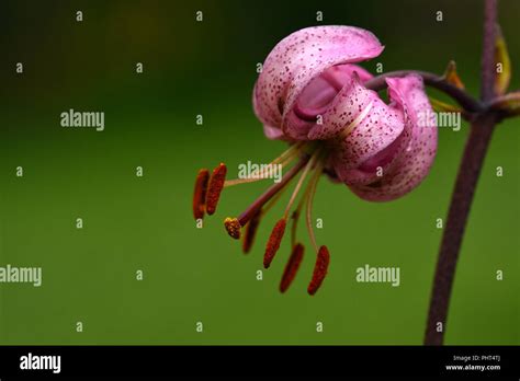 Lily Lilies Hi Res Stock Photography And Images Alamy