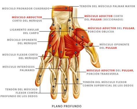 Músculos De La Mano Plano Superior Anatomia Musculos De La Mano