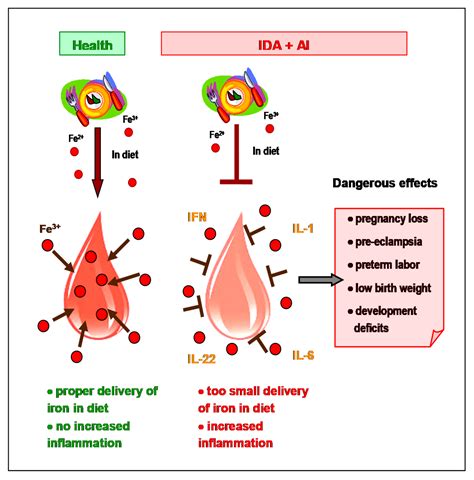 Biomedicines Free Full Text Lactoferrin For Prevention And