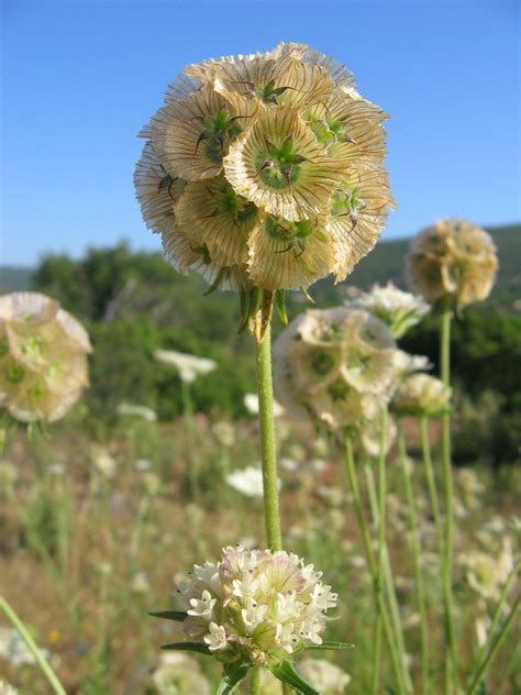 Scabiosa Stellata Starflower Pincushions I Love This Wil Flickr
