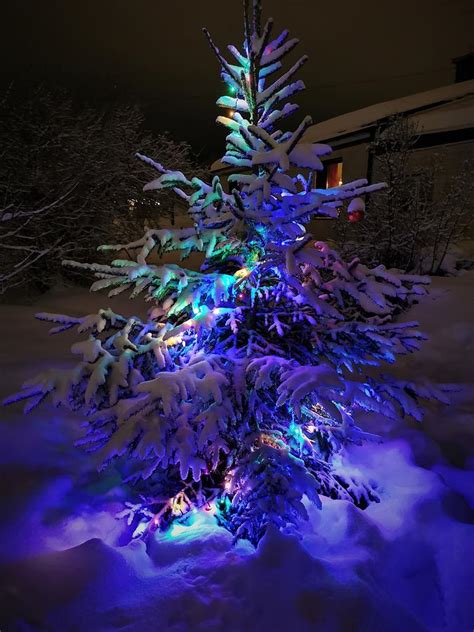 Christmas Tree In The North Of Sweden Photograph By Tamara Sushko