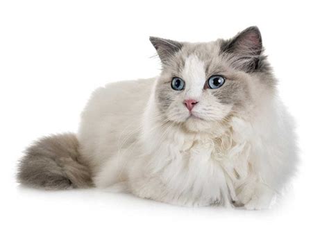 La Race De Chat Le Ragdoll Caractère Alimentation Prix Histoire