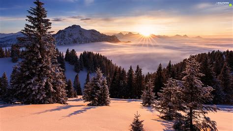 Trees Rays Of The Sun Mountains Sunrise Winter Viewes Fog For