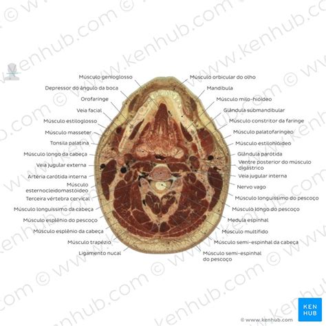 Coluna Cervical Anatomia Ossos Ligamentos Kenhub