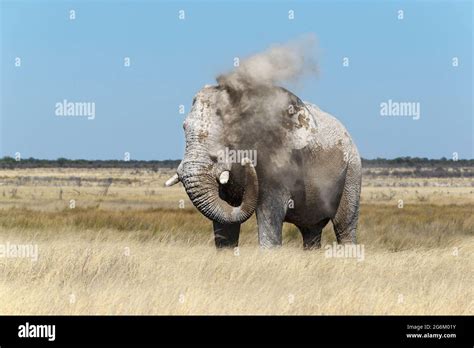 African Elephant Bull Loxodonta Africana Dusting His Body Etosha