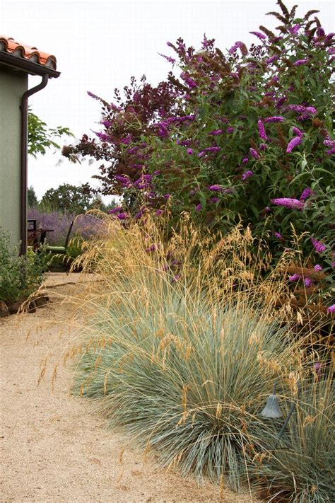 Blue Oat Grass Helictotrichon Sempervirens Monrovia Plant