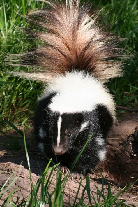 While related to polecats and other members of the weasel family. Striped Skunk — Weasyl