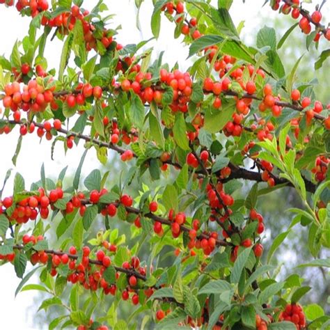 Popular Chinese Cherry Trees Buy Cheap Chinese Cherry Trees Lots From