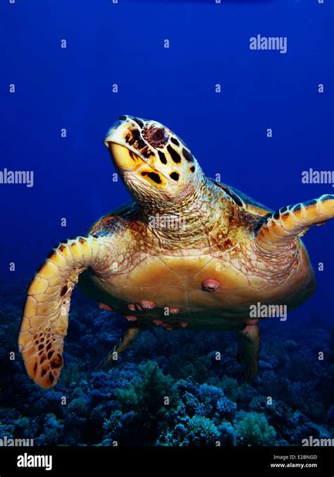Hawksbill Turtle Eretmochelys Imbricata Stock Photo Alamy