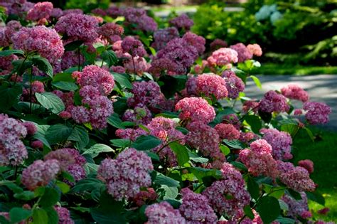 Hydrangeas are versatile, easy to grow & a great addition to any landscape. Купить Гортензия древовидная Бэлла Анна Hydrangea ...