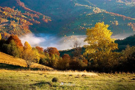 Pellinni Photography — Foggy Morning In Autumn Mountains Countryside
