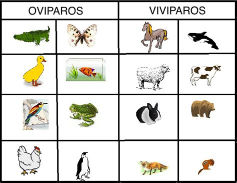Animales Ovíparos Y Vivíparospng 797×615 Píxeles Infantil Pinterest
