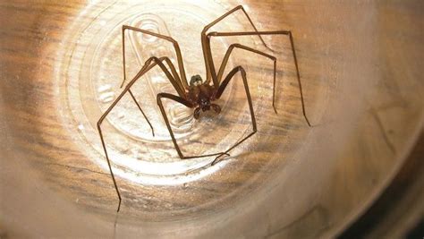 Brown Recluse Spider Bite Poisoning In Dogs Symptoms Causes